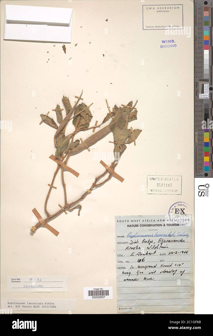 Raphionacme lanceolata Schinz Raphionacme lanceolata Schinz. Stock Photo