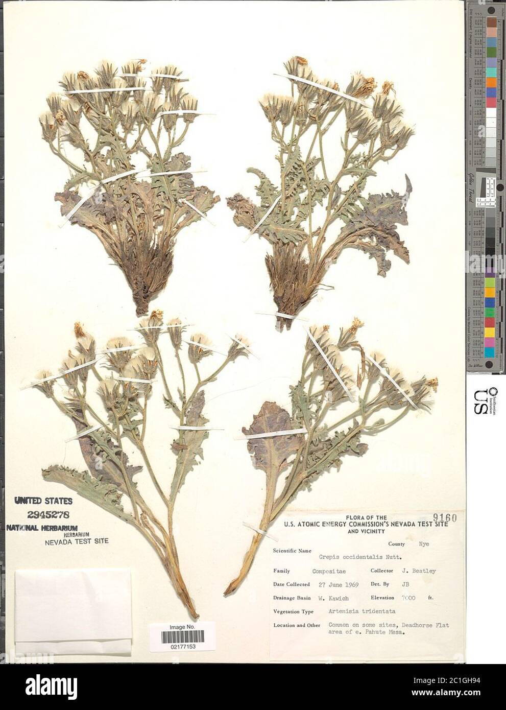 Crepis occidentalis Nutt Crepis occidentalis Nutt. Stock Photo