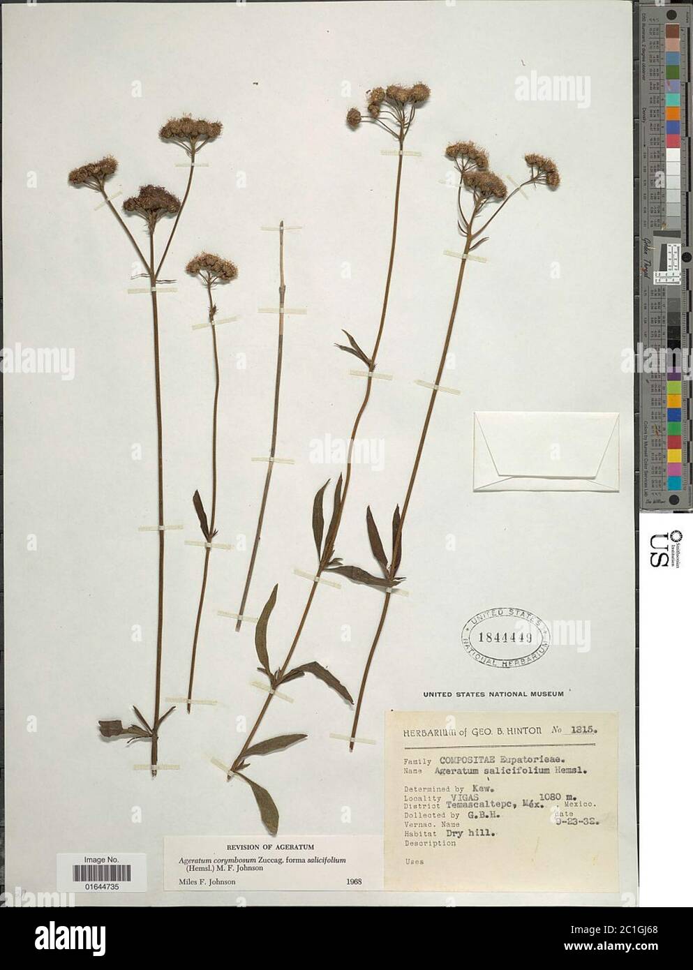 Ageratum corymbosum f salicifolium Hemsl MF Johnson Ageratum corymbosum f salicifolium Hemsl MF Johnson. Stock Photo