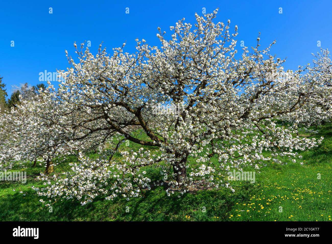 Large old cherry tree white hi-res stock photography and images - Alamy