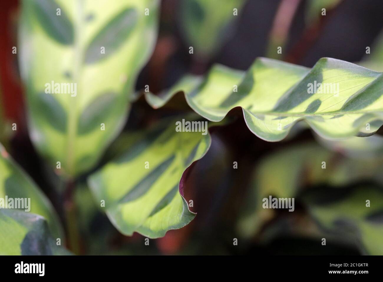 Maranta Stock Photo