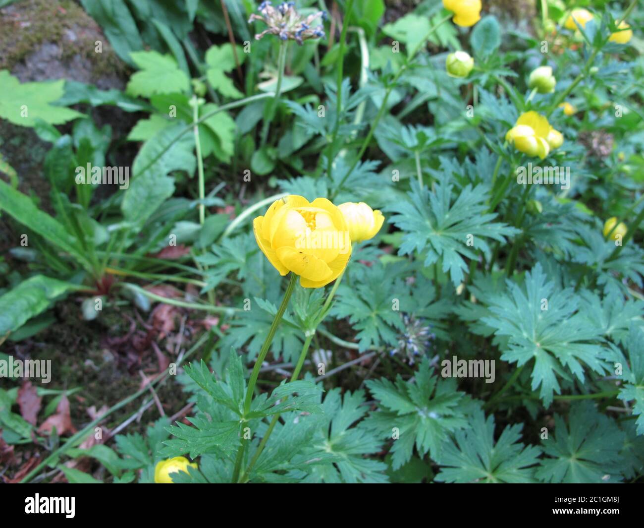 Yunnan-Globeflower, Trollius yunnanensis Stock Photo