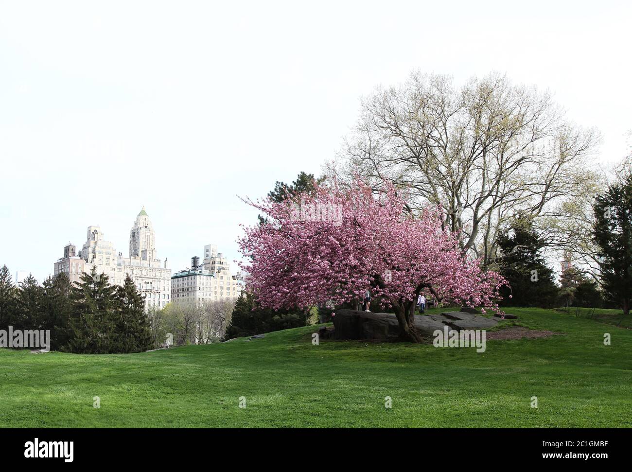 Cedar Hill  Central Park Conservancy