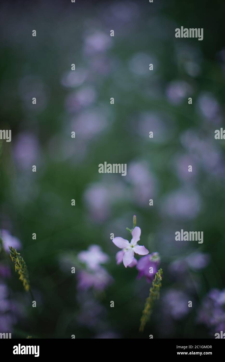 matthiola night violet flowers grow in dark summer garden Stock Photo