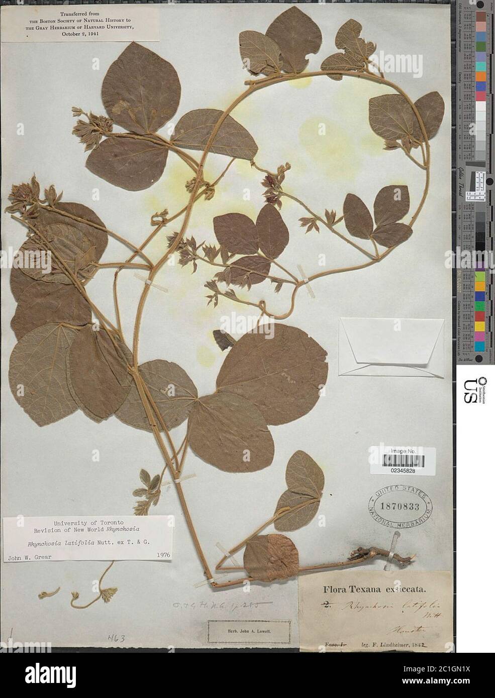 Rhynchosia latifolia Nutt ex Torr A Gray Rhynchosia latifolia Nutt ex Torr A Gray. Stock Photo