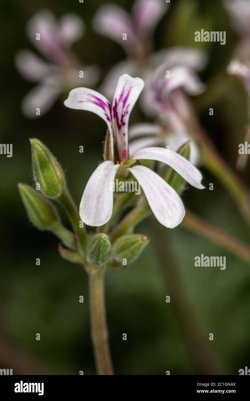 NutmegScented Geranium (Pelargonium x fragrans Stock Photo Alamy