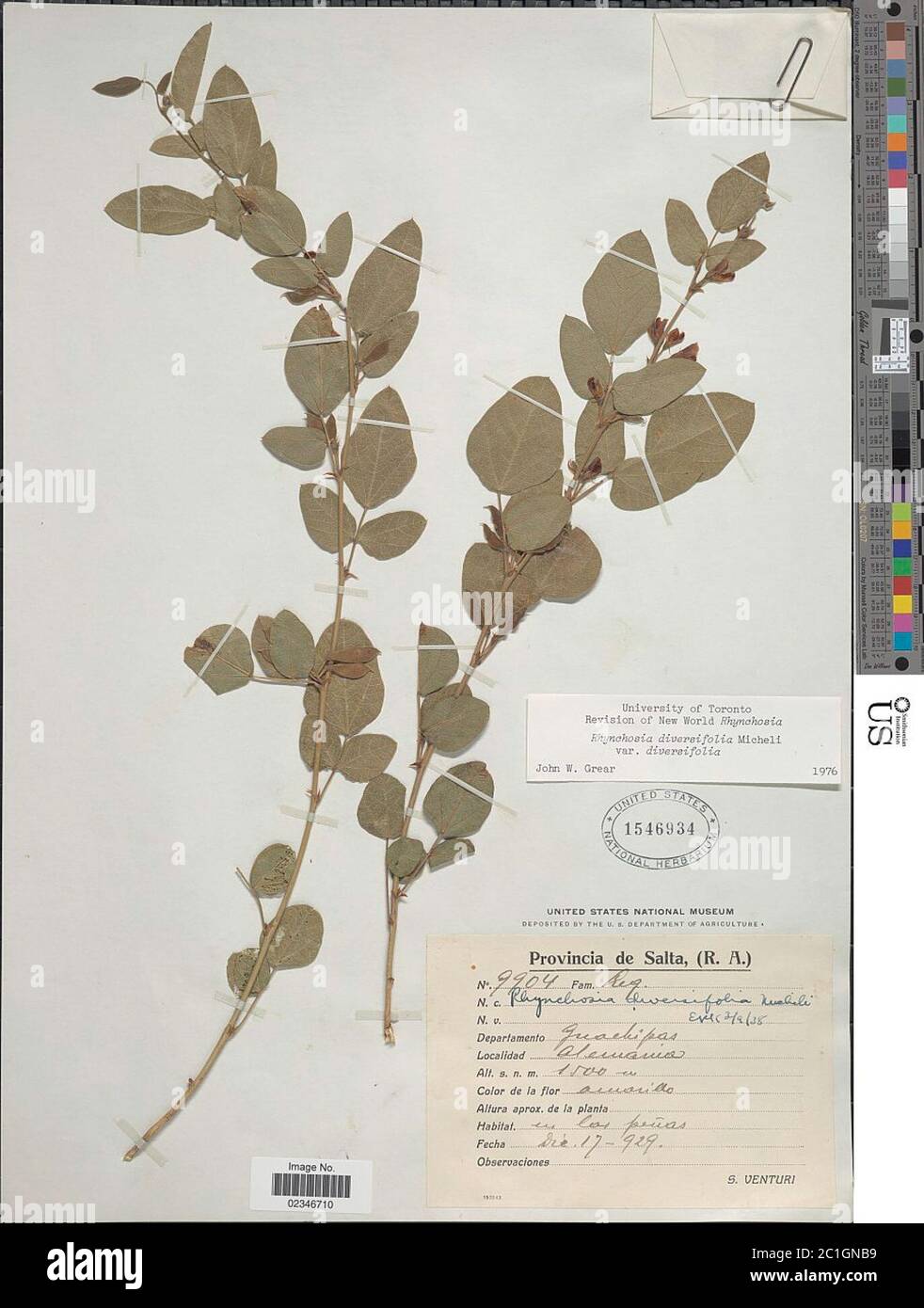 Rhynchosia diversifolia Micheli Rhynchosia diversifolia Micheli. Stock Photo