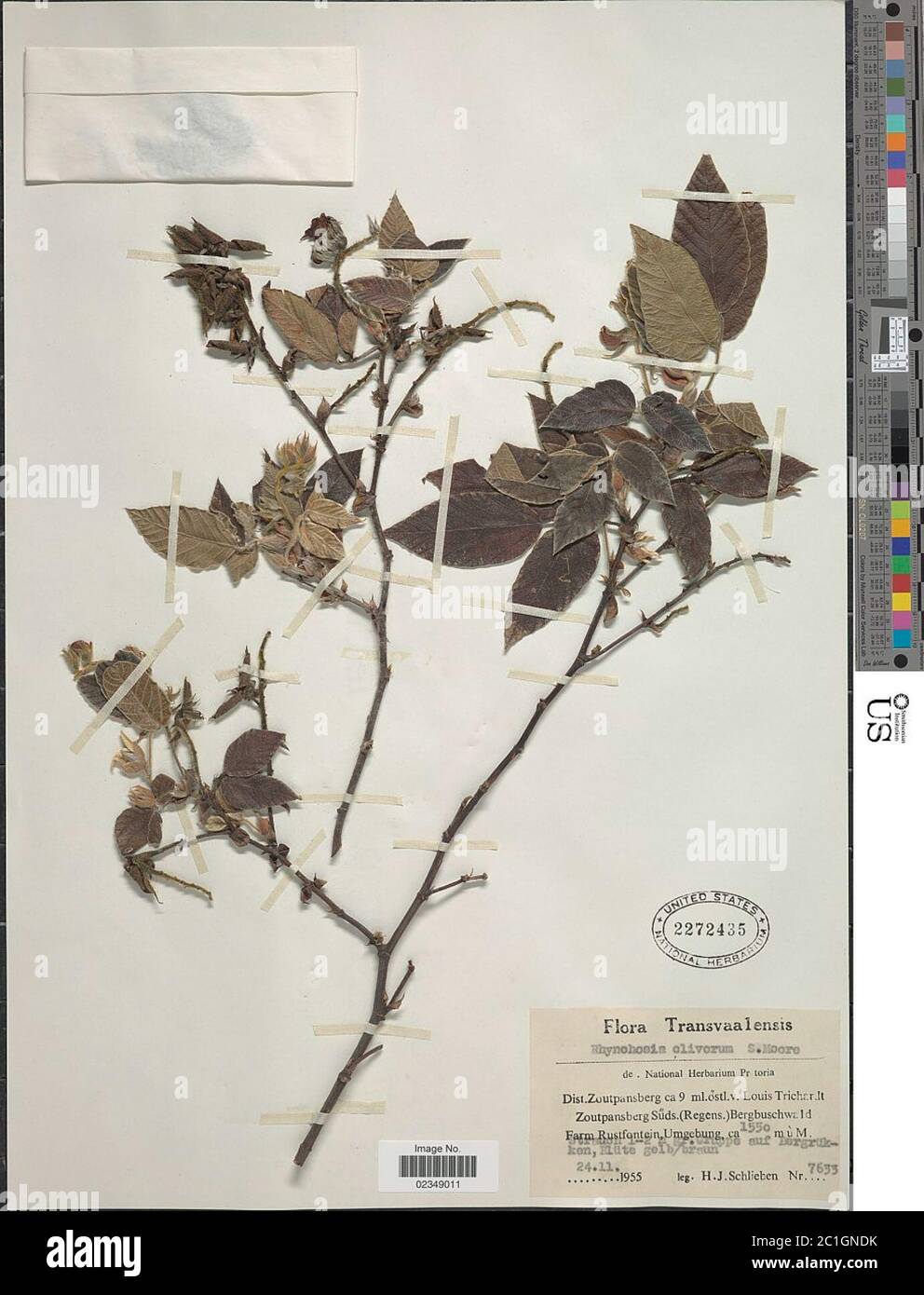 Rhynchosia oliverum Rhynchosia oliverum. Stock Photo