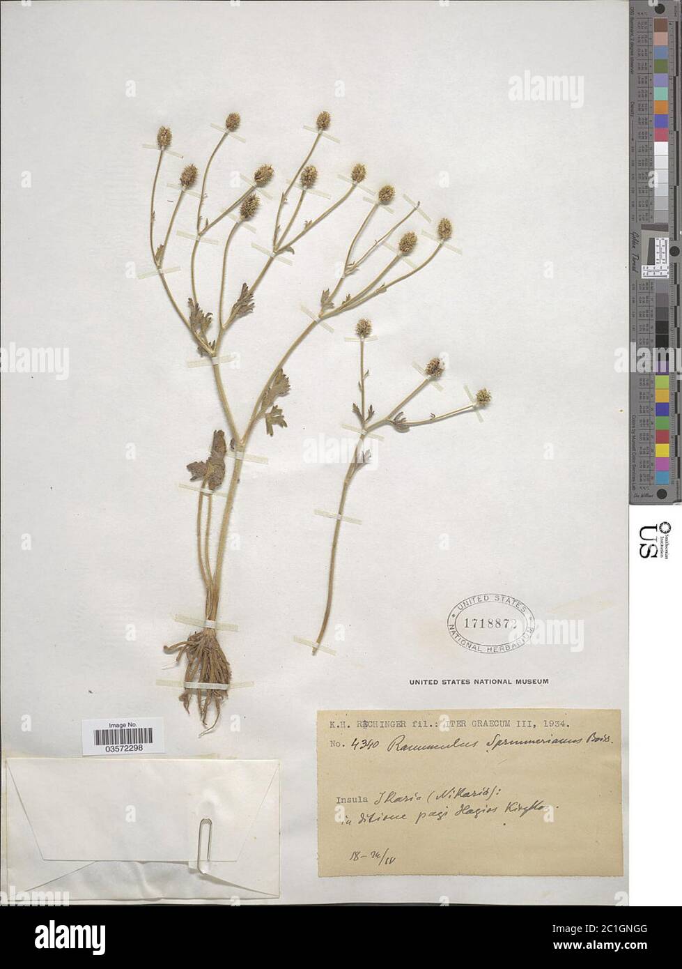 Ranunculus sprunerianus Boiss Ranunculus sprunerianus Boiss. Stock Photo