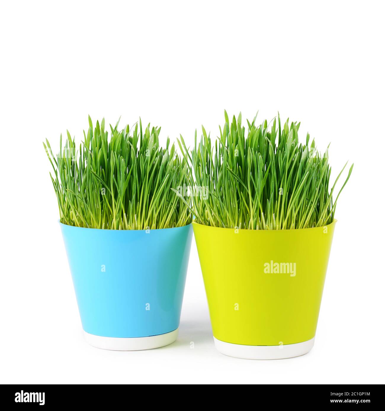 Green grass in pot isolated on white background Stock Photo