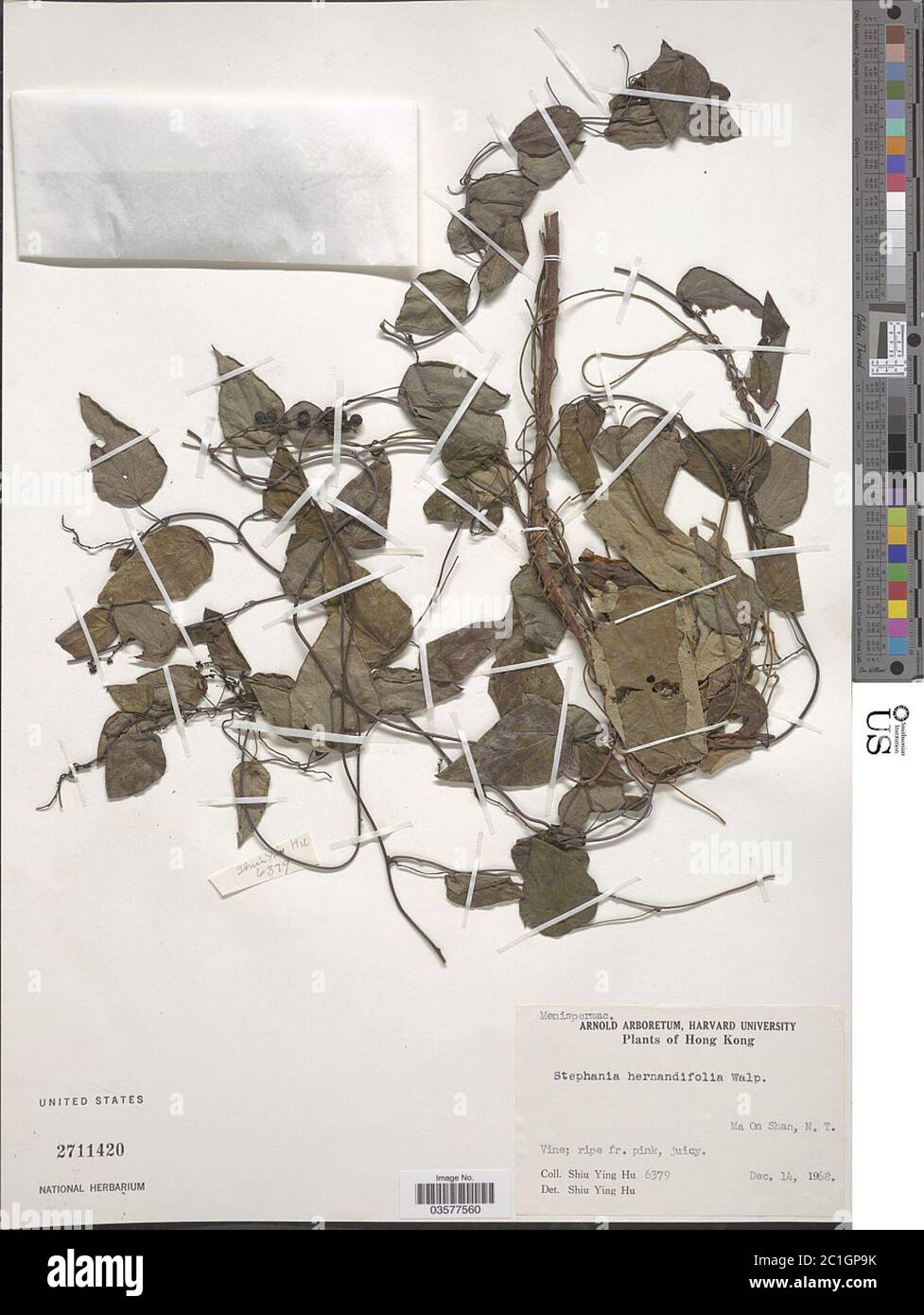Stephania hernandiifolia Willd Walp Stephania hernandiifolia Willd Walp. Stock Photo