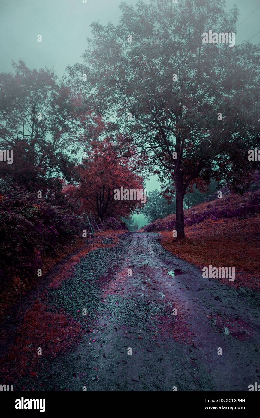 Red is in the trees hi-res stock photography and images - Alamy