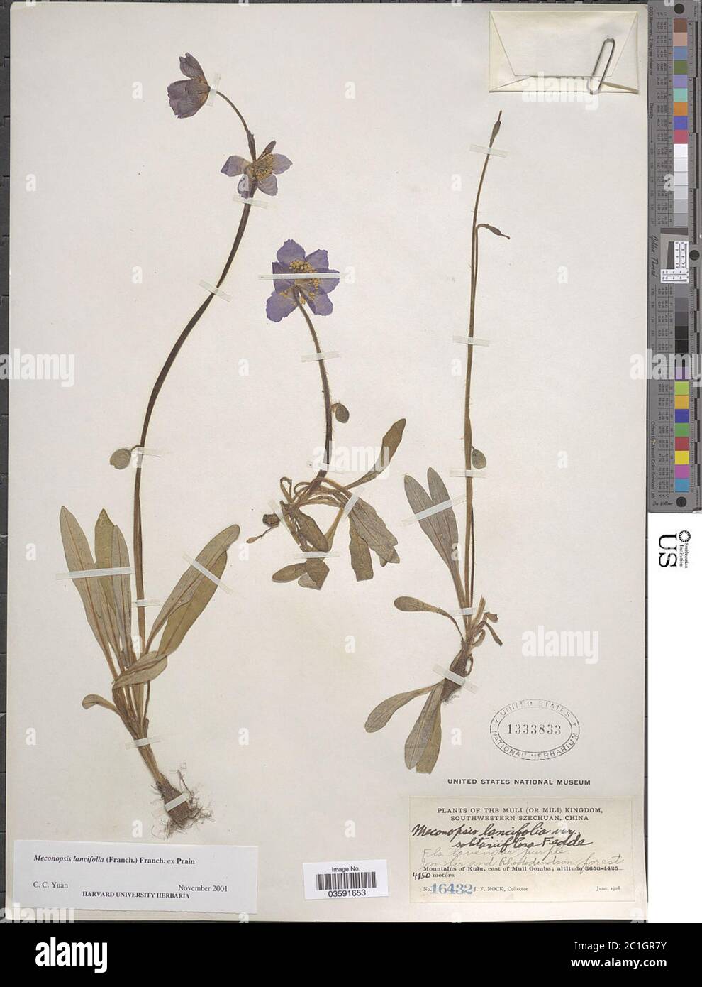 Meconopsis lancifolia Franch ex Prain Meconopsis lancifolia Franch ex Prain. Stock Photo