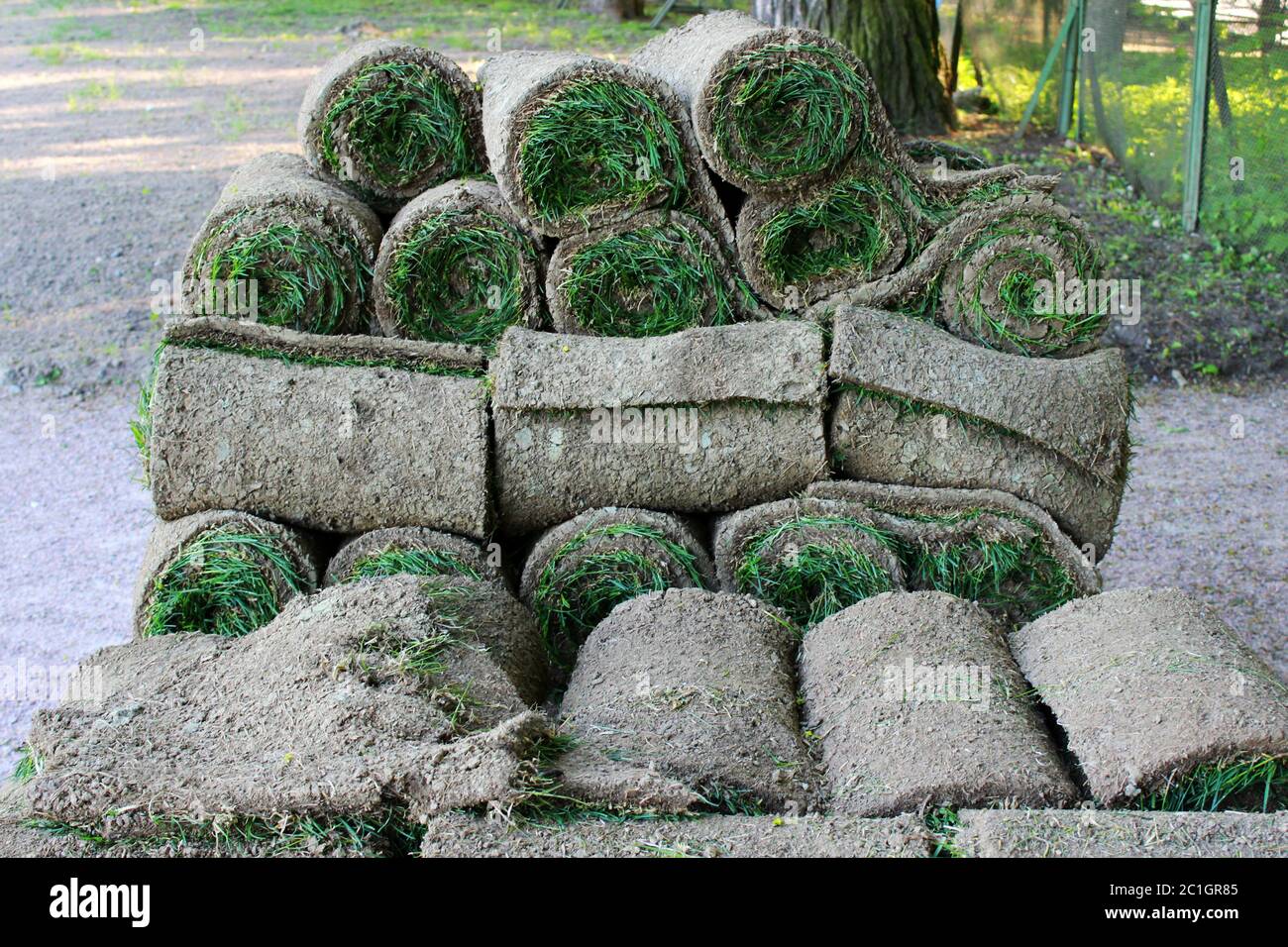 stacks of sod rolls for new lawn in the Gatchina park. Stock Photo