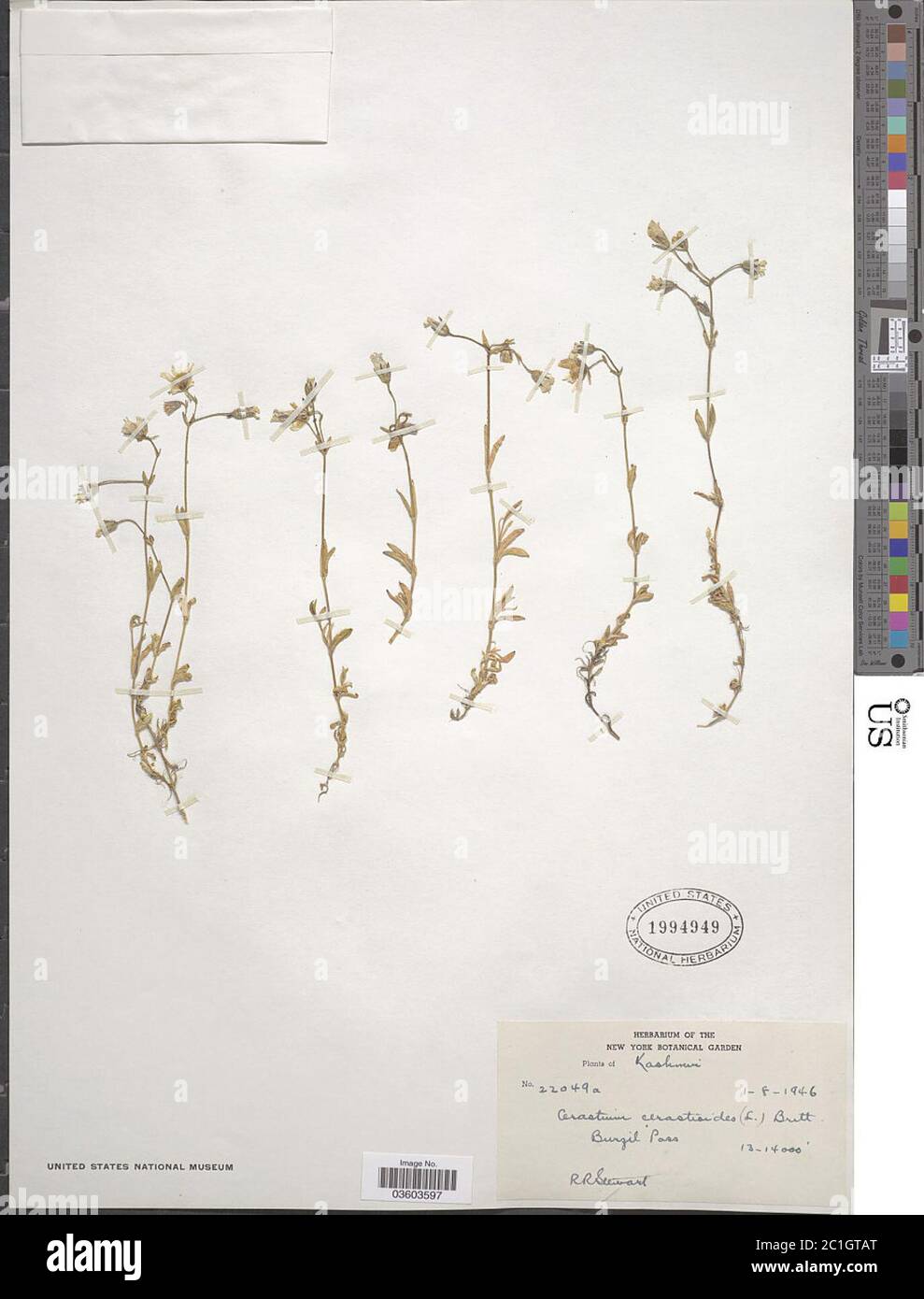Cerastium cerastoides L Britton Cerastium cerastoides L Britton. Stock Photo