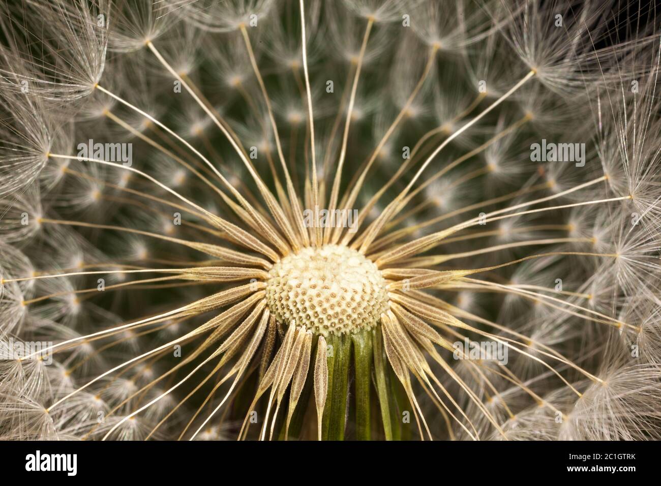 Dandelion seed head details -  Taraxacum officinale Stock Photo