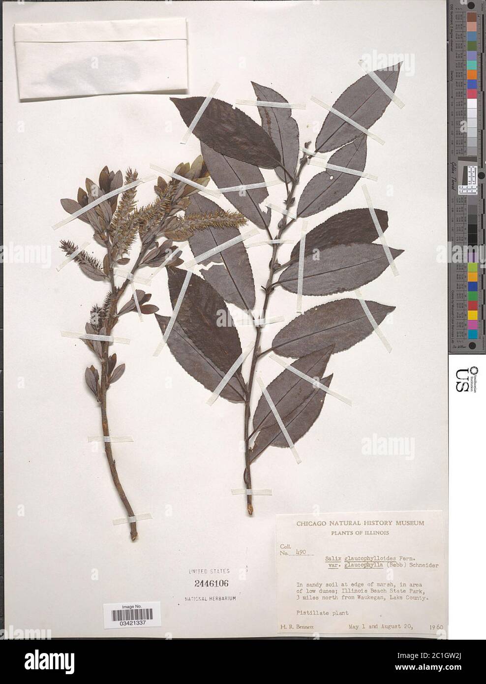 Salix glaucophylloides var glaucophylla Salix glaucophylloides var glaucophylla. Stock Photo
