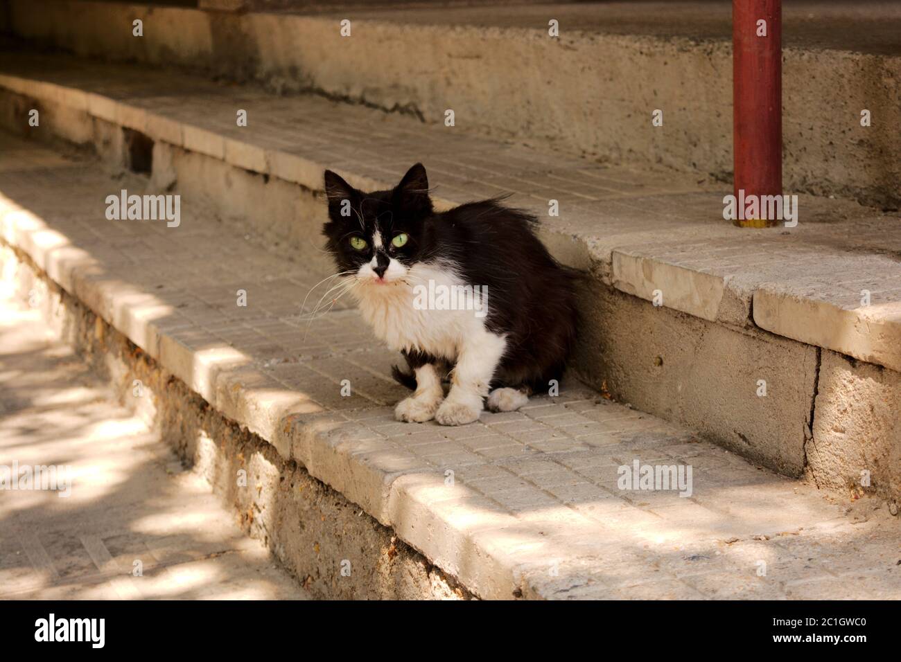 Black and white stray cat sitting on the stairs Stock Photo - Alamy