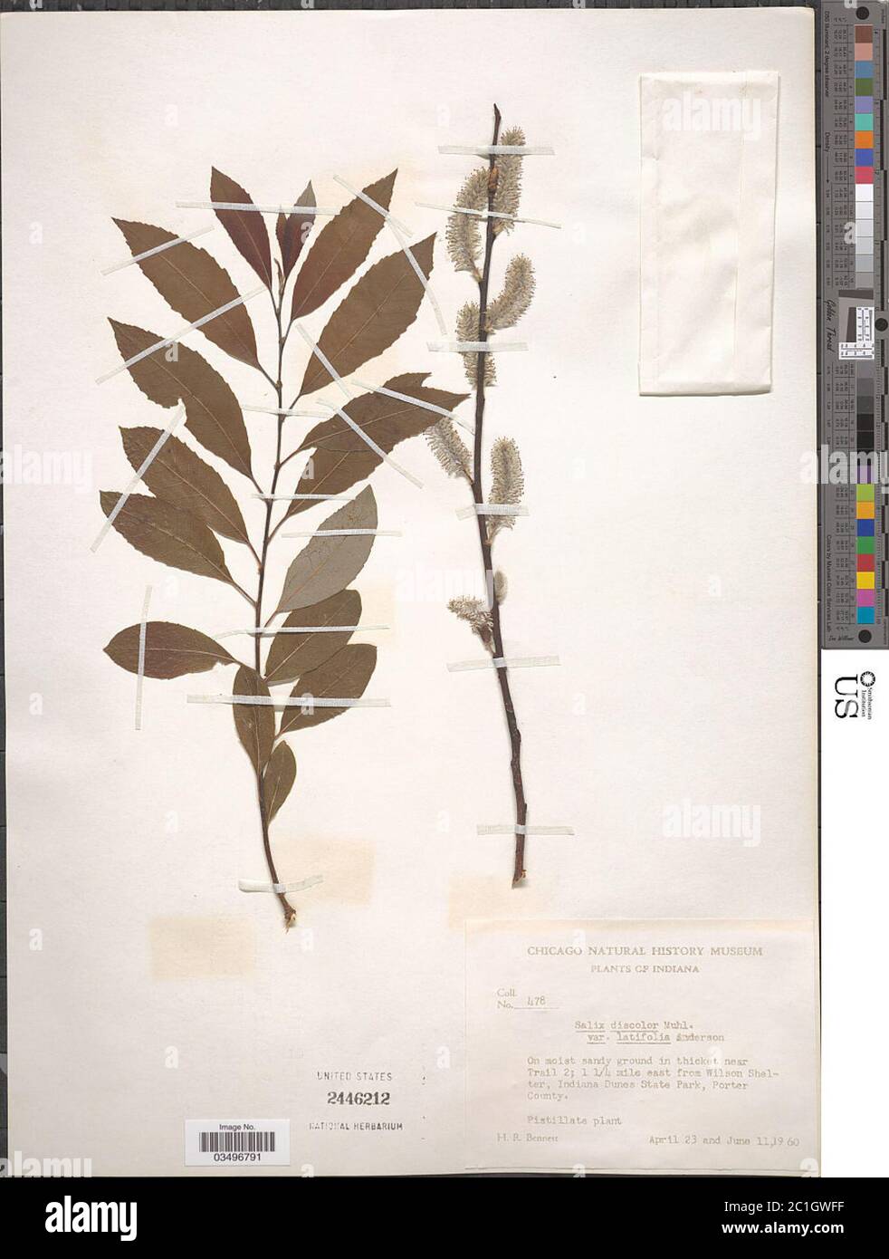 Salix discolor var latifolia Andersson Salix discolor var latifolia Andersson. Stock Photo