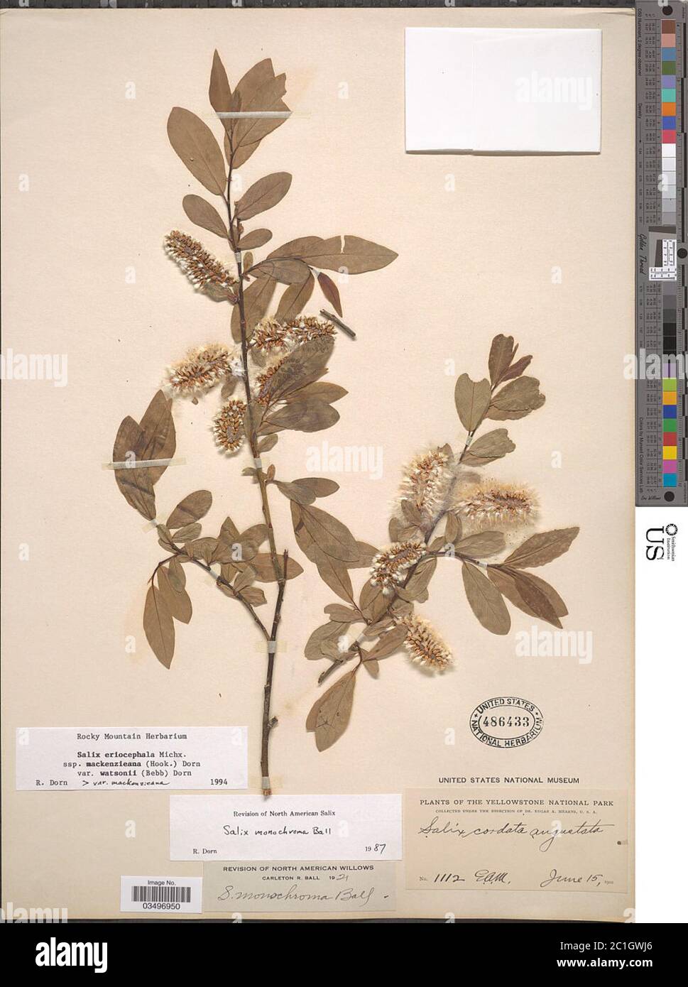 Salix eriocephala subsp mackenzieana var watsonii Salix eriocephala subsp mackenzieana var watsonii. Stock Photo