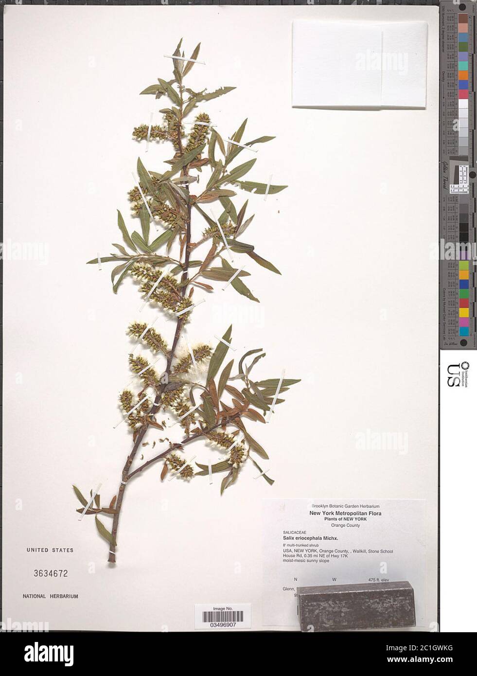 Salix eriocephala Michx Salix eriocephala Michx. Stock Photo