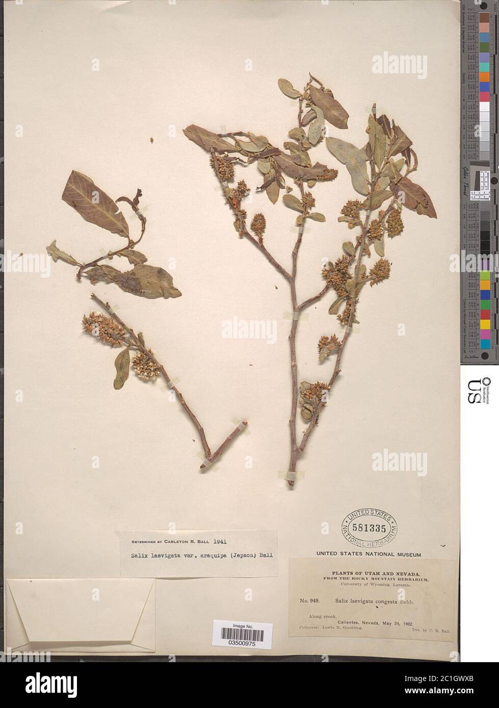 Salix laevigata var araquipa Bebb Salix laevigata var araquipa Bebb. Stock Photo