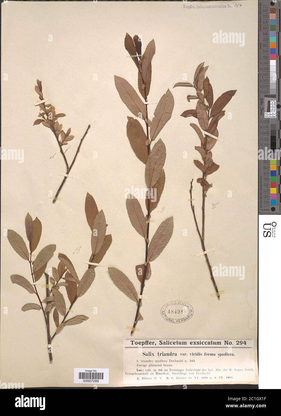 Salix triandra var viridis f spadicea Salix triandra var viridis f spadicea. Stock Photo