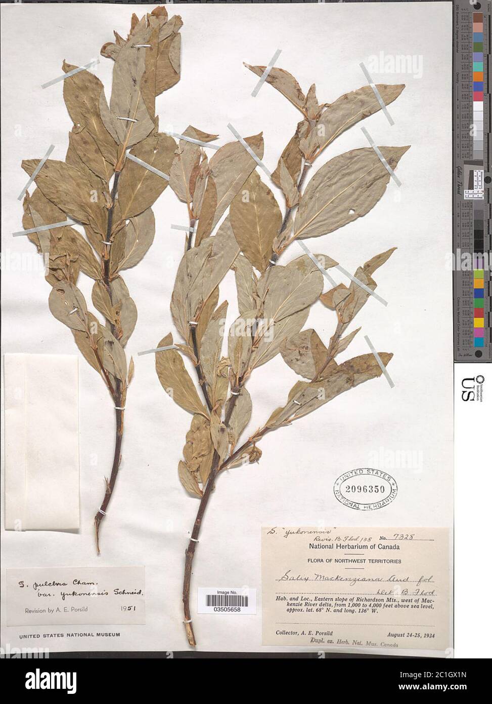 Salix pulchra var yukonensis CK Schneid Salix pulchra var yukonensis CK Schneid. Stock Photo