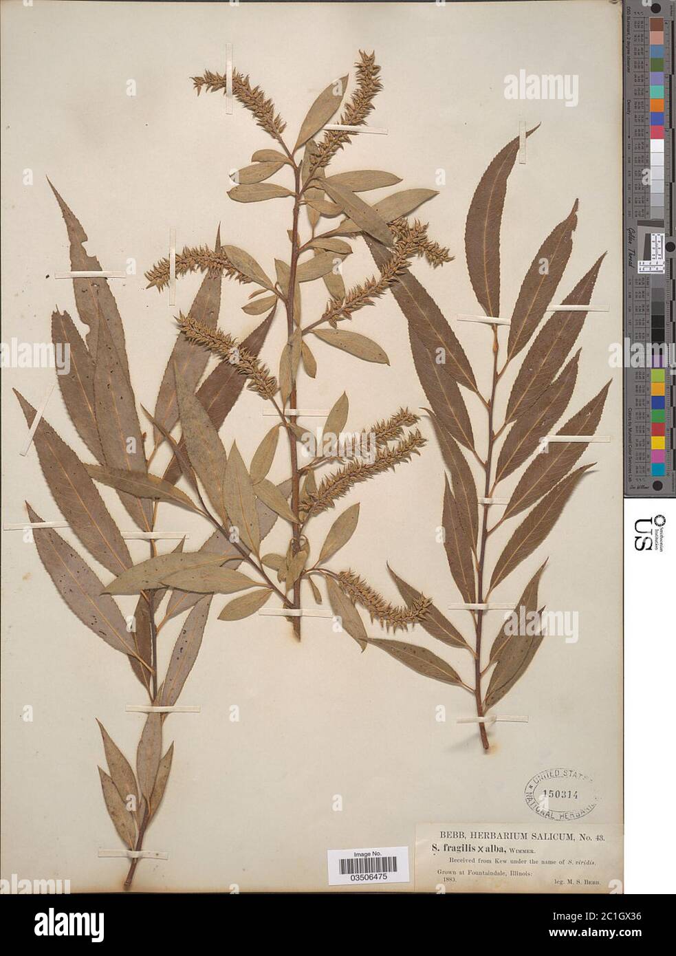 Salix fragilis L x S alba L Salix fragilis L x S alba L. Stock Photo