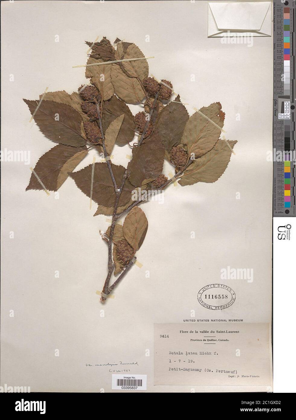 Betula lutea subsp macrolepis Fernald Betula lutea subsp macrolepis Fernald. Stock Photo