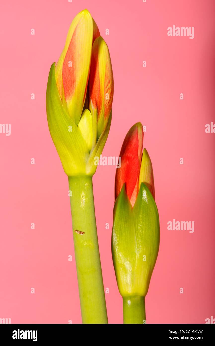 Amaryllis main image 0