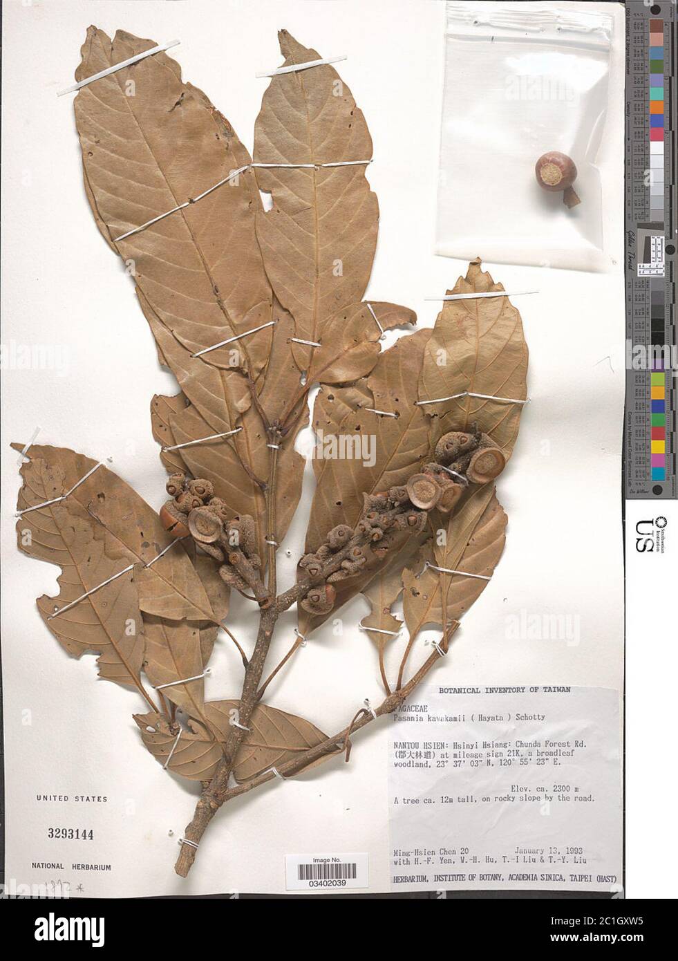 Lithocarpus kawakamii Hayata Hayata Lithocarpus kawakamii Hayata Hayata. Stock Photo