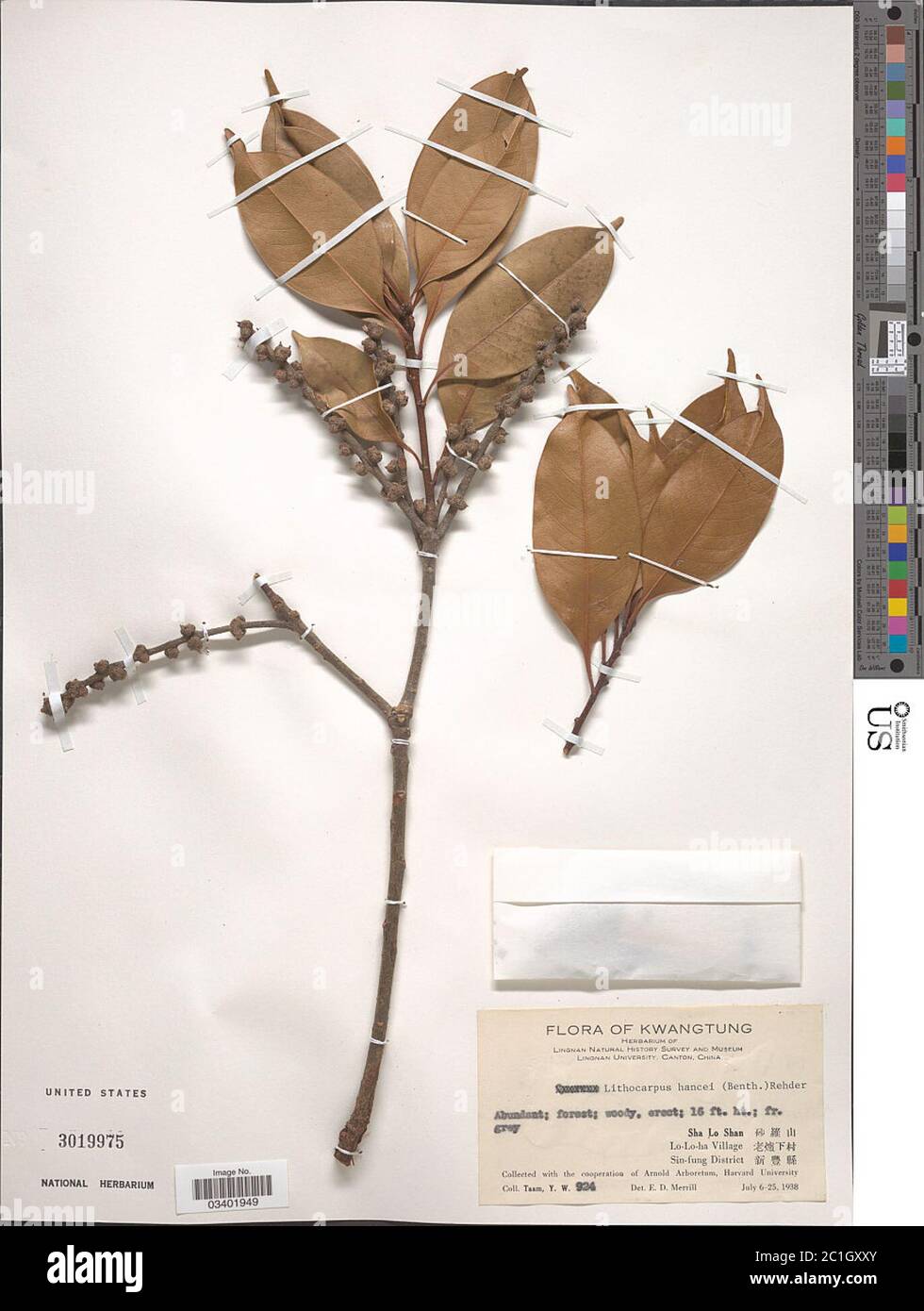 Lithocarpus hancei Benth Rehder Lithocarpus hancei Benth Rehder. Stock Photo