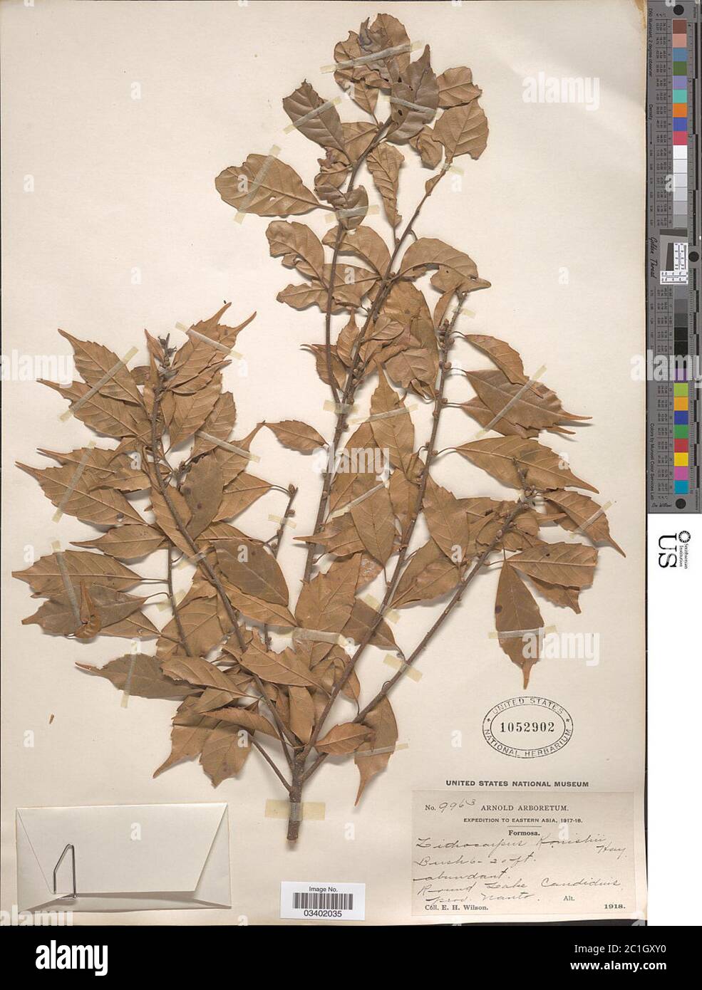 Lithocarpus konishii Hayata Hayata Lithocarpus konishii Hayata Hayata. Stock Photo