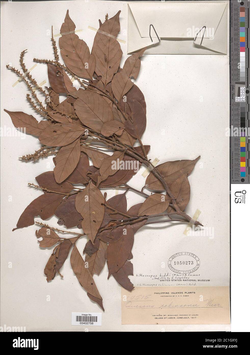 Lithocarpus robinsonii Koidz Rehder Lithocarpus robinsonii Koidz Rehder. Stock Photo