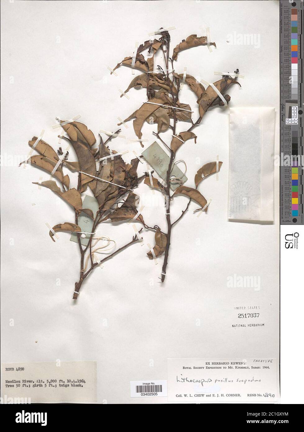 Lithocarpus pusillus Soepadmo Lithocarpus pusillus Soepadmo. Stock Photo