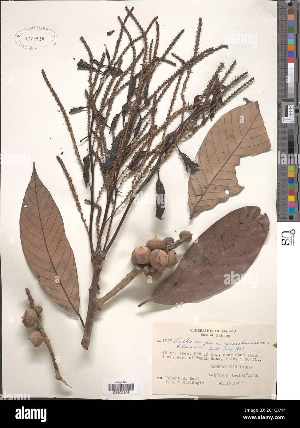 Lithocarpus neorobinsonii A Camus Lithocarpus neorobinsonii A Camus. Stock Photo