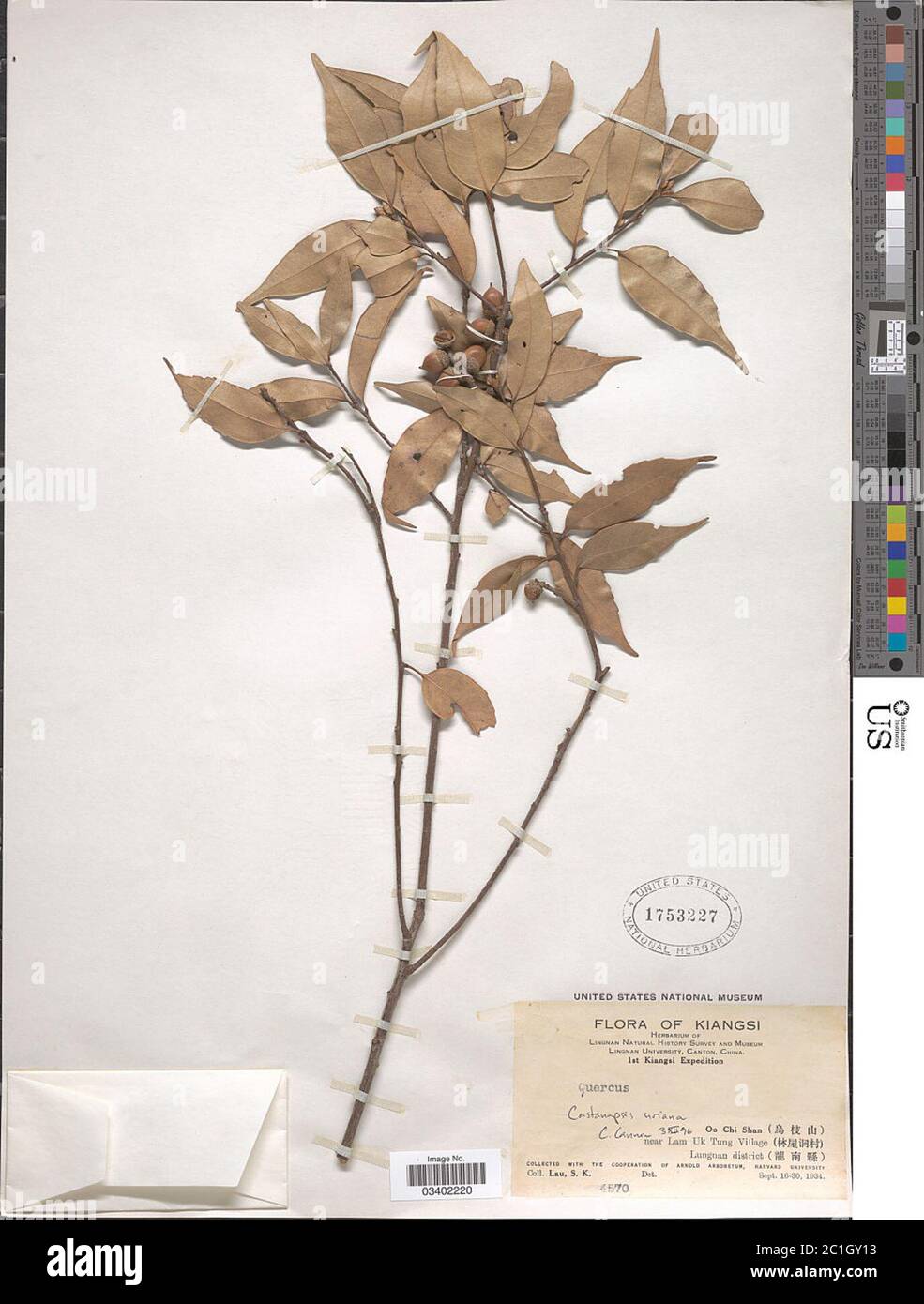 Lithocarpus uraianus Hayata Hayata Lithocarpus uraianus Hayata Hayata. Stock Photo