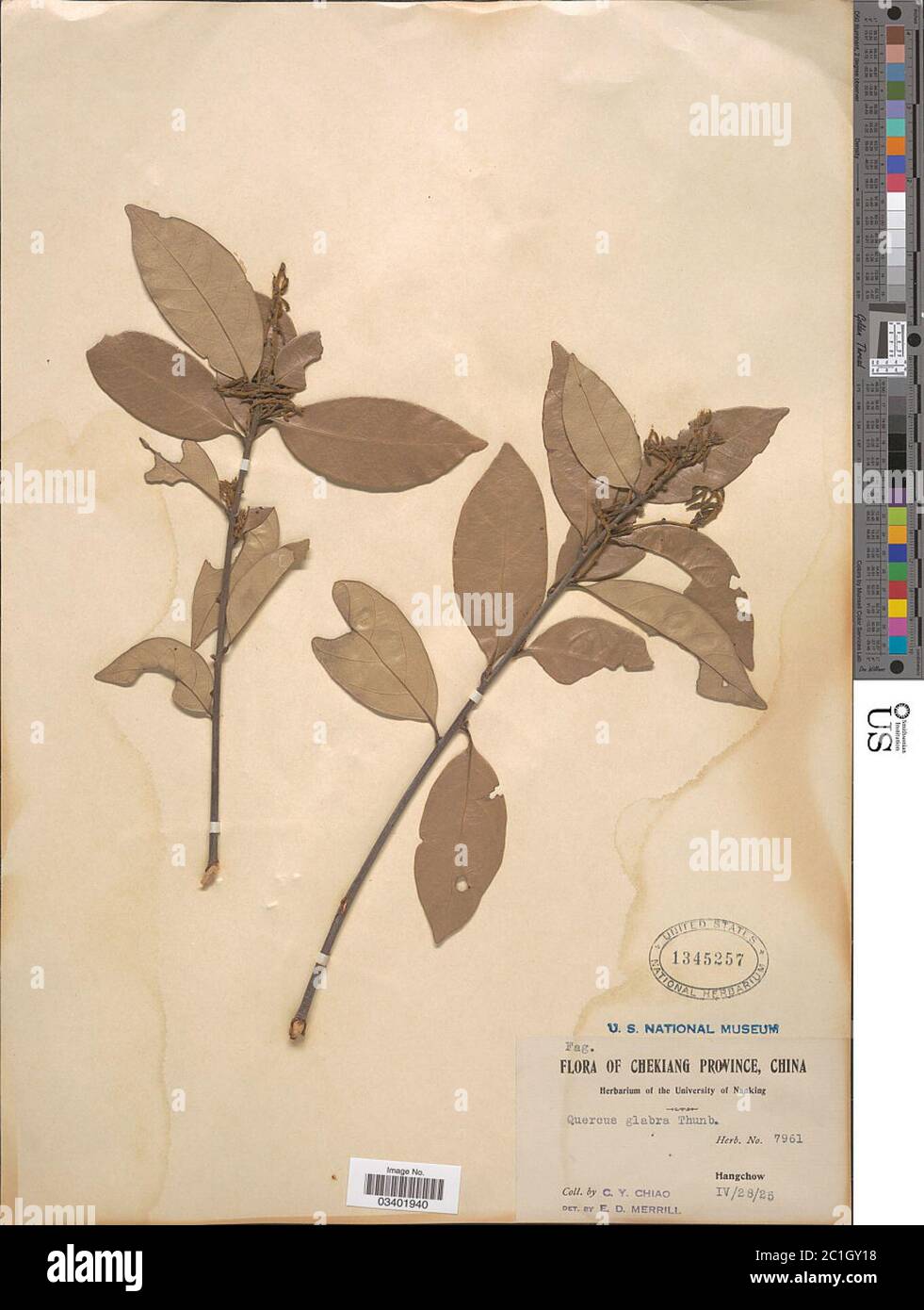 Lithocarpus glaber Thunb Nakai Lithocarpus glaber Thunb Nakai. Stock Photo