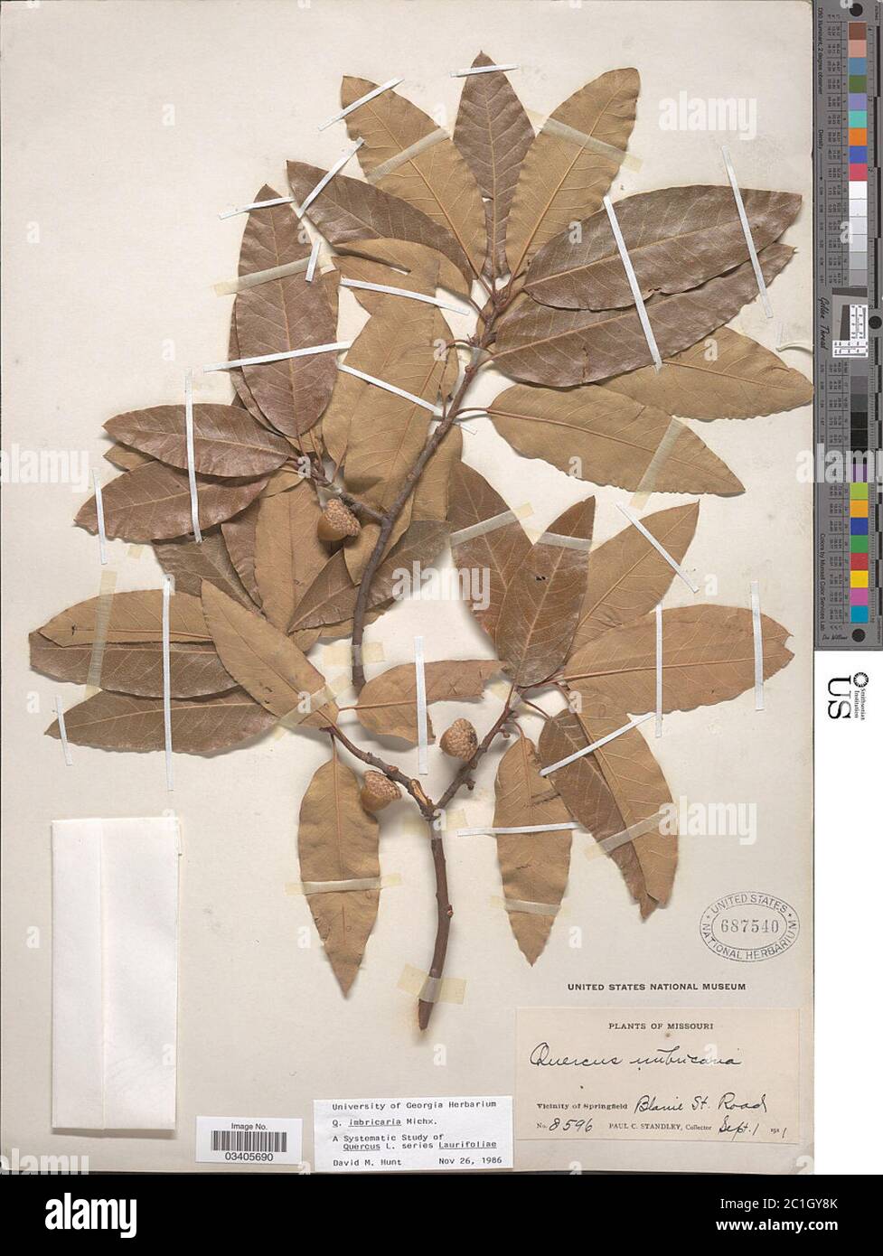 Quercus imbricaria Michx Quercus imbricaria Michx. Stock Photo