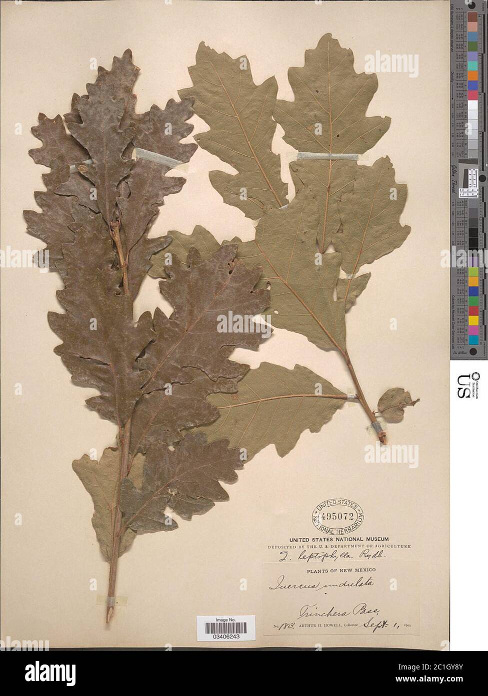 Quercus leptophylla Quercus leptophylla. Stock Photo