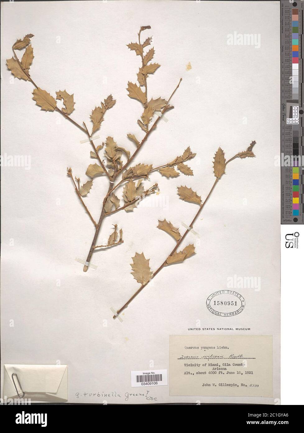 Quercus turbinella Greene Quercus turbinella Greene Stock Photo Alamy