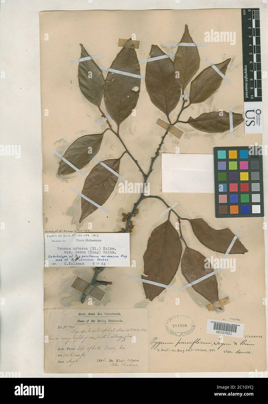 Pygeum hi-res stock photography and images - Alamy