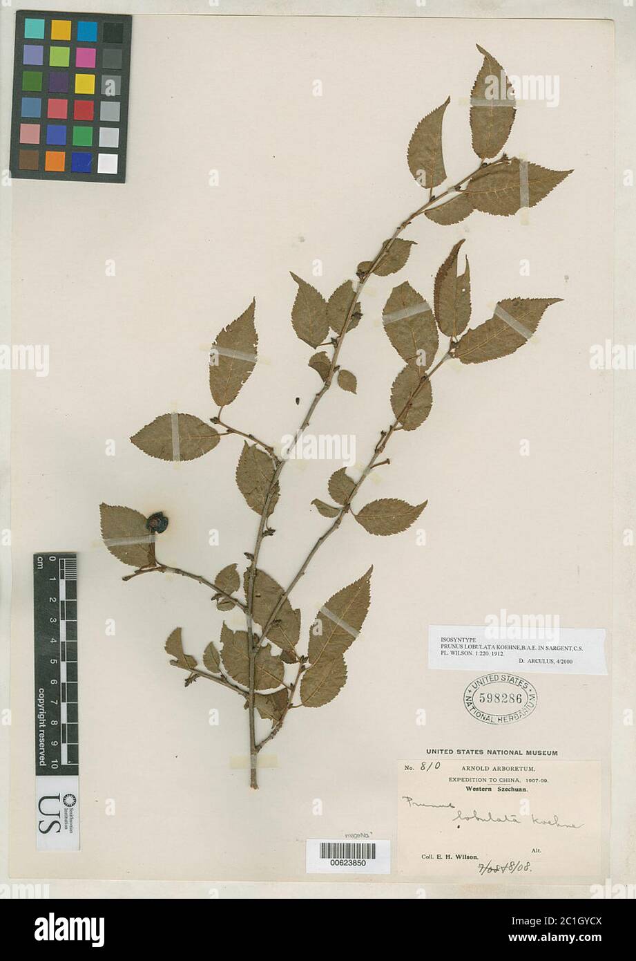 Prunus lobulata Koehne in Sarg Prunus lobulata Koehne in Sarg. Stock Photo