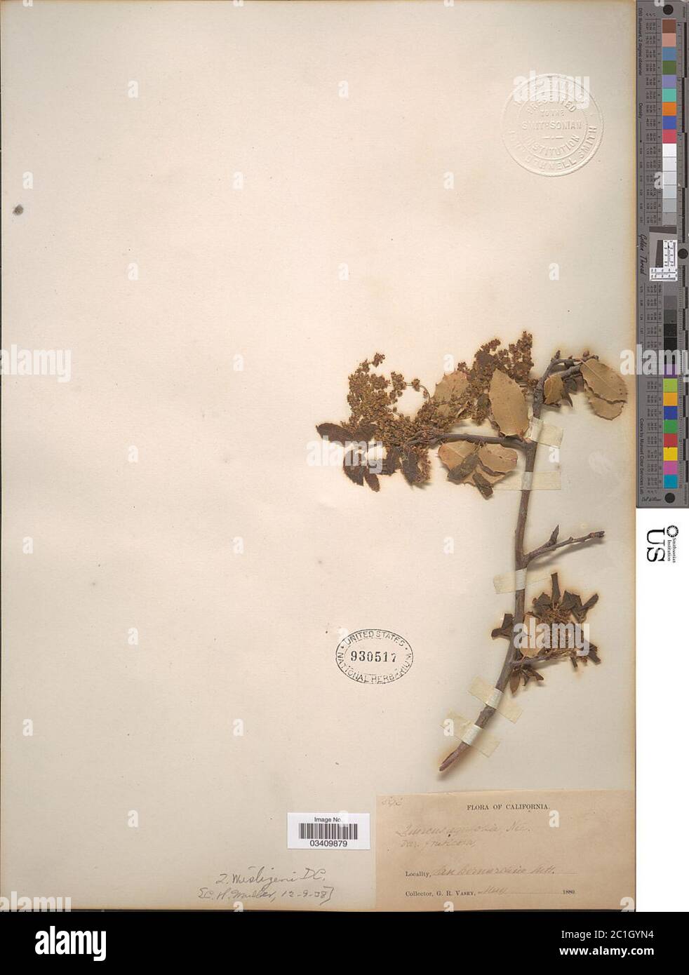 Quercus wislizeni A DC Quercus wislizeni A DC Stock Photo Alamy