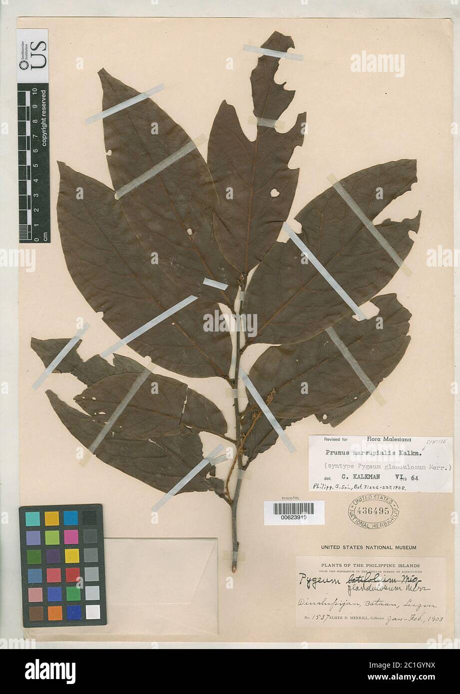 Pygeum hi-res stock photography and images - Alamy