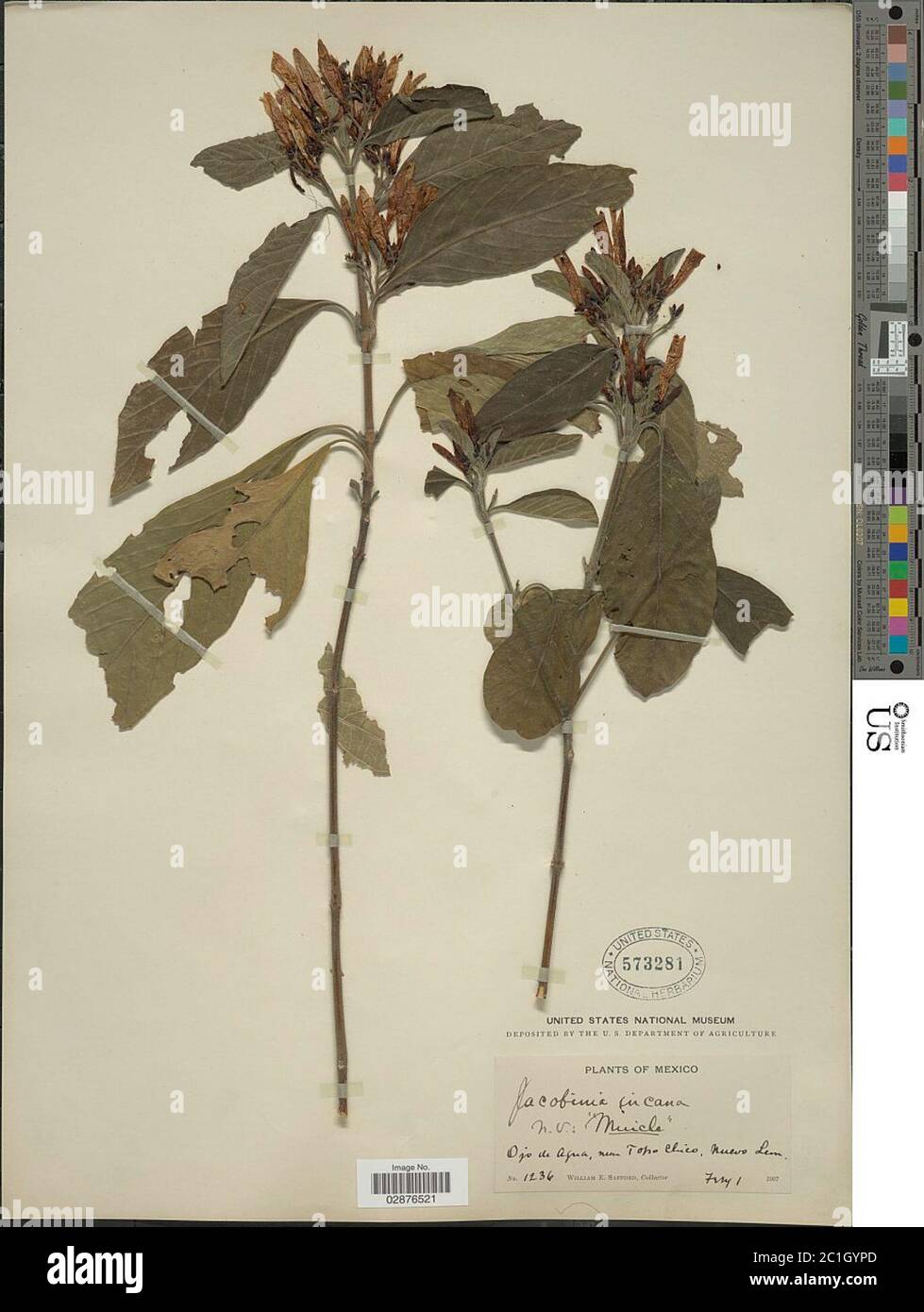 Justicia leonardii Wassh Justicia leonardii Wassh Stock Photo Alamy