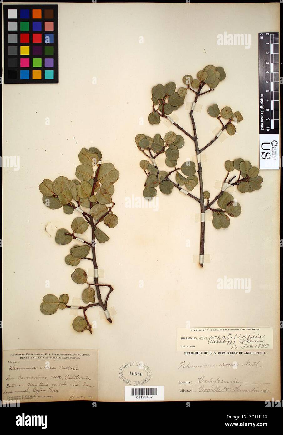 Rhamnus crocea var ilicifolia Kellogg Greene Rhamnus crocea var ilicifolia Kellogg Greene. Stock Photo