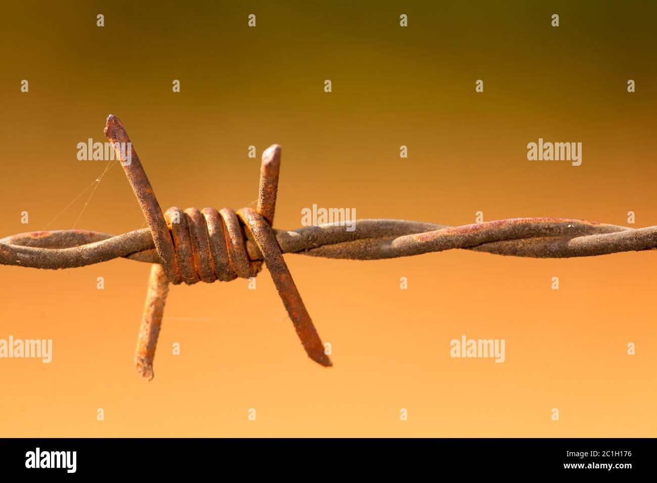 Barbed wire detail in green and brown blur background - barbwire macro Stock Photo