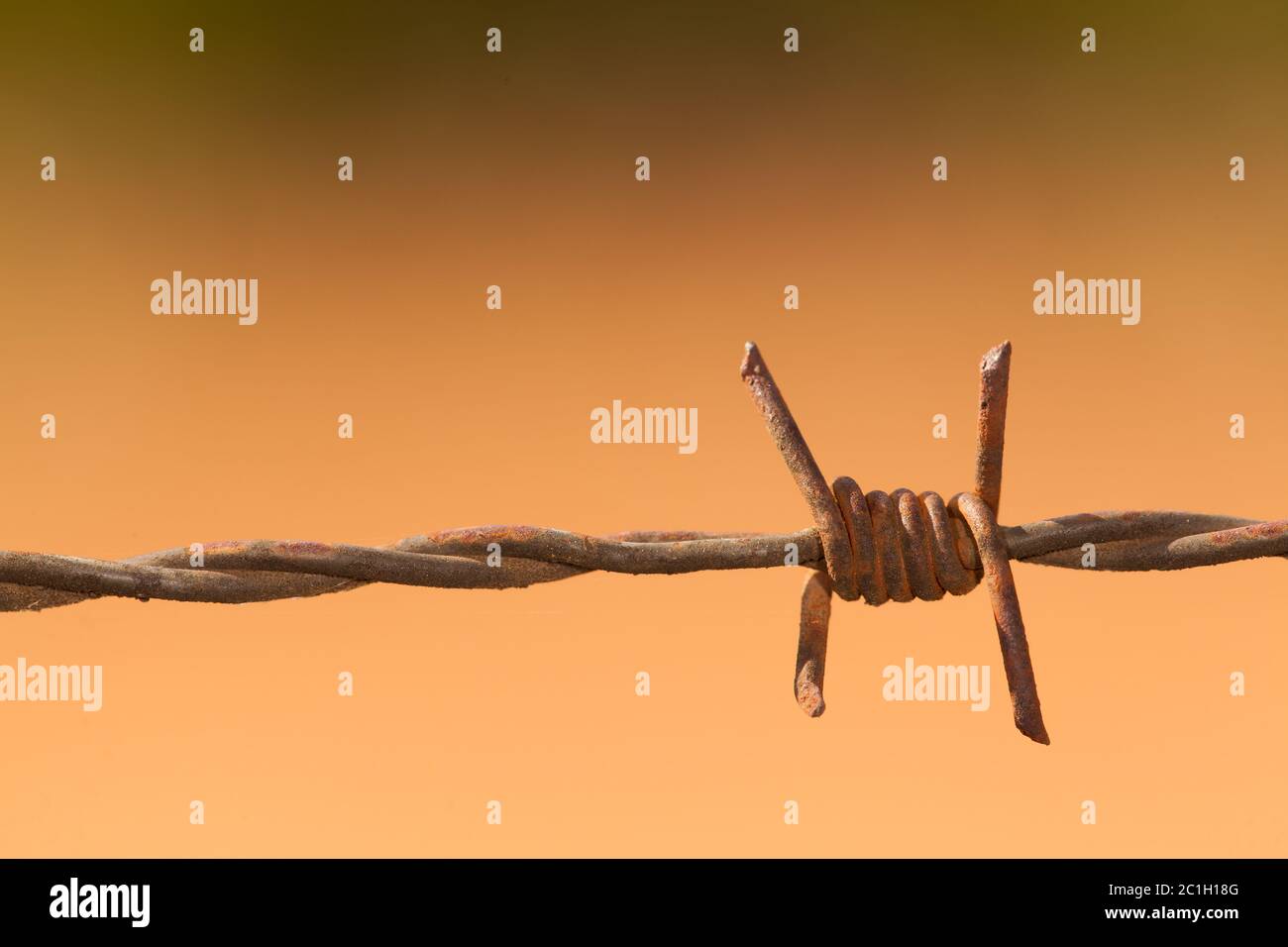 Barbed wire detail in green and brown blur background - barbwire macro Stock Photo